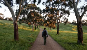 Man walking peacefully on a winding path through the Adelaide Hills at sunset, symbolising recovery and hope after PTSD therapy.
